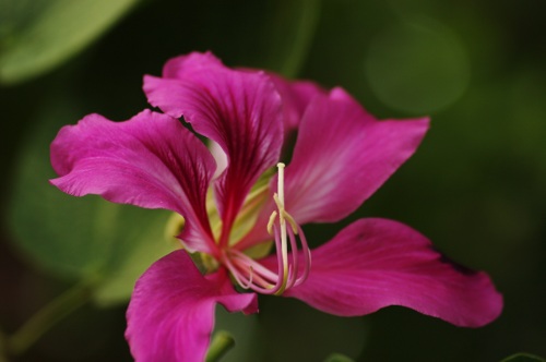 fleur de l'arbre à orchidées