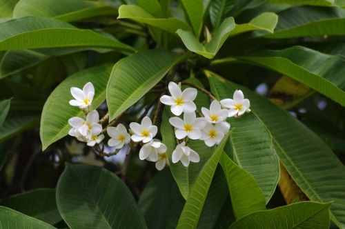 fleurs du Frangipanier
