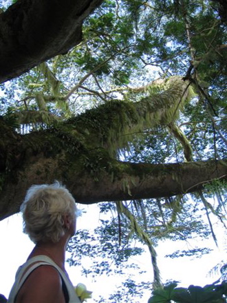lichen sur banyan lichen sur banyan