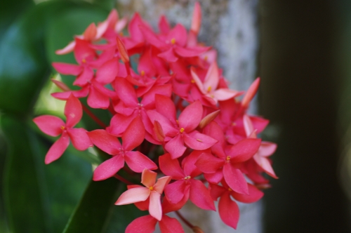 Ixora