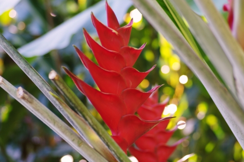 Heliconia Imbricata