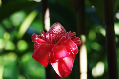 Rose de porcelaine