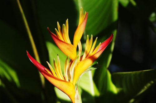 Heliconia psittacorum