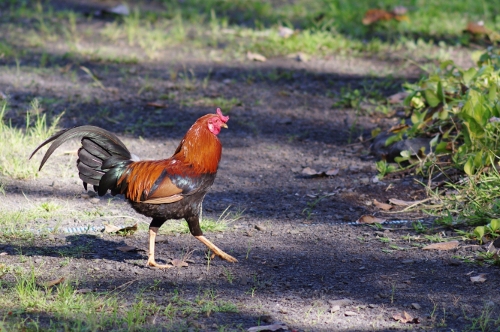 le coq du jardin Vai-pahi