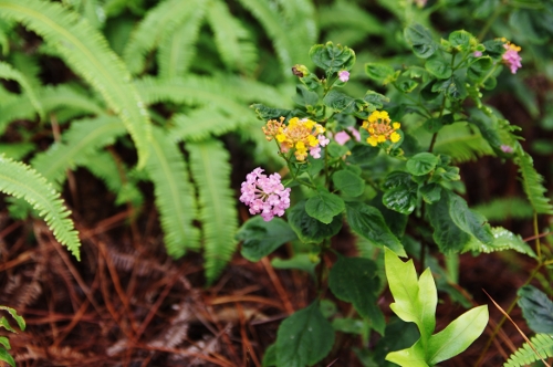 fougères et Lantana