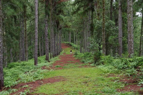 allée forestière de la grande boucle Vaipahi