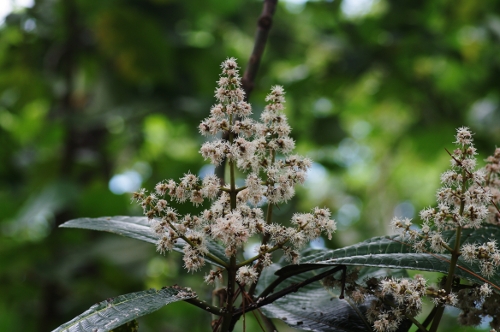 fleurs du Miconia