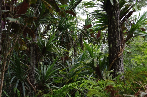 Pandanus&nbsp;? ou autre ...