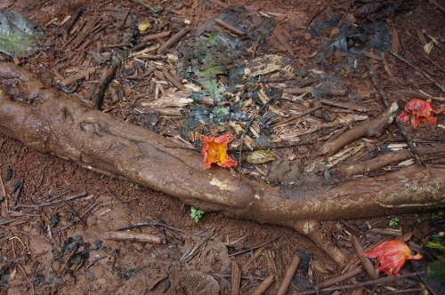 fleurs du Tulipier du Gabon
