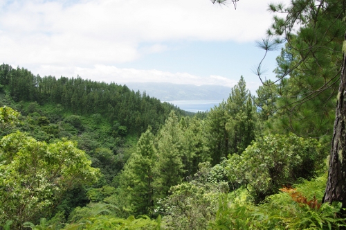 montagne, végétation