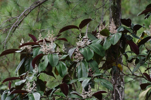 Miconia