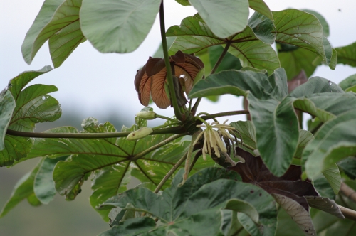 feuilles et fleurs du Faux-ricin