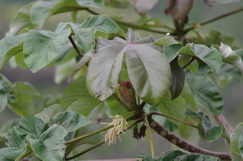 feuilles et fleurs du Faux-ricin