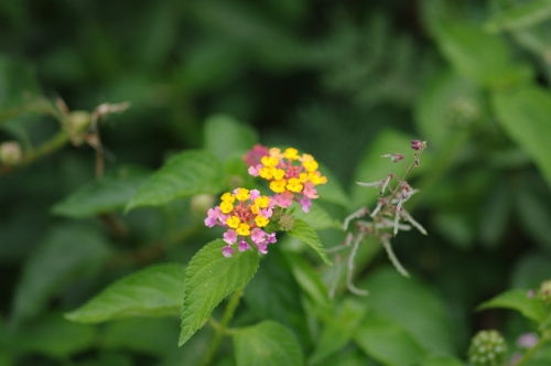 Lantana camara