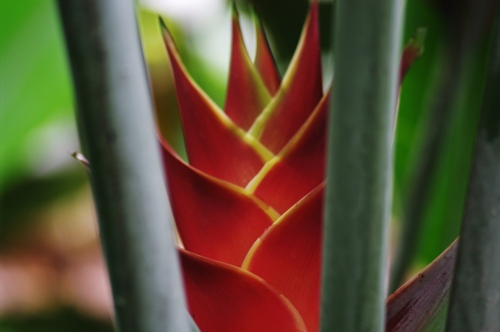 Heliconia Imbricata, nov 2009 Heliconia Imbricata
