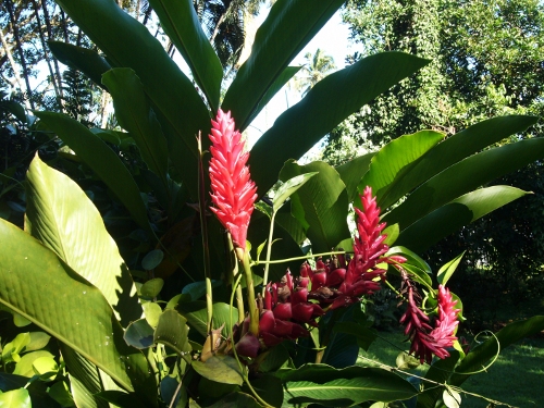 Alpinia purpurata