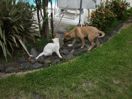 Chaussette et Moorea, oct 2009 Chaussette et Moorea