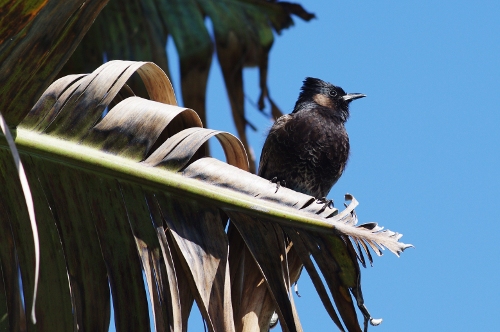 Bulbul à ventre rouge