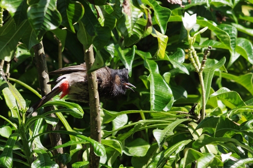 Bulbul à ventre rouge
