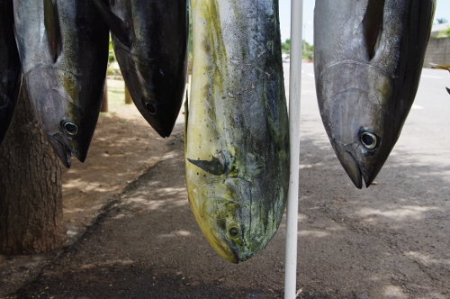 thons, mahi-mahi ...