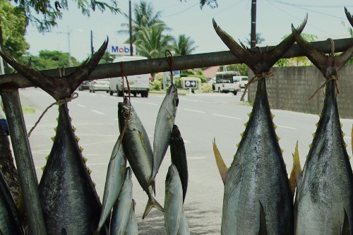 thons,petits poissons ...
