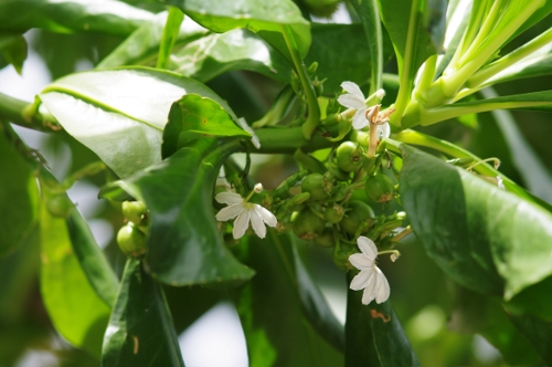 fleurs et fruits de naupata