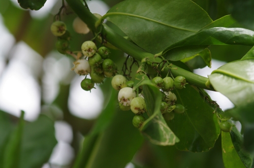 fruits de naupata