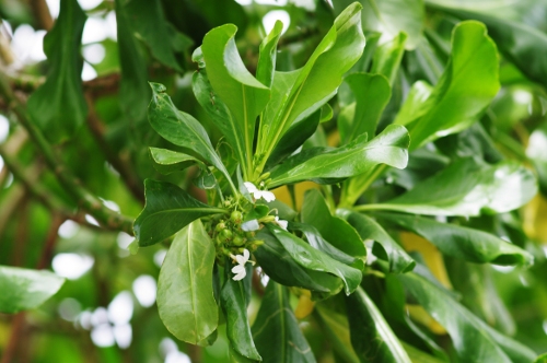 feuilles et fleurs de naupata