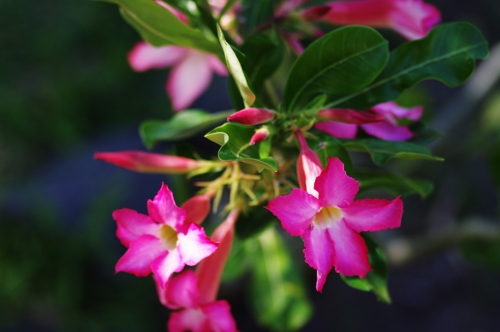 Adenium obesum
