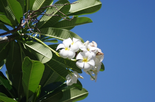 Frangipanier blanc