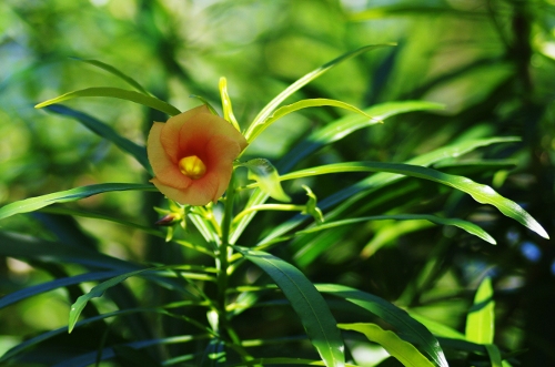 Thevetia peruviana