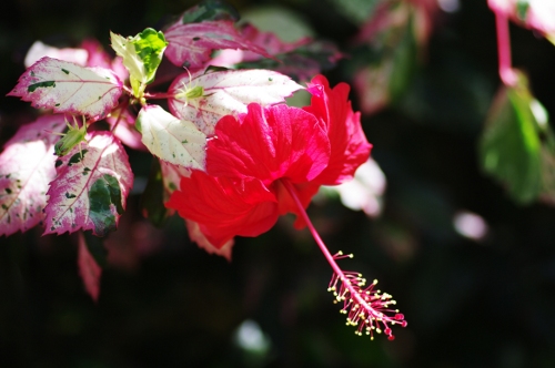 Hibiscus