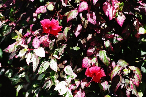 Hibiscus