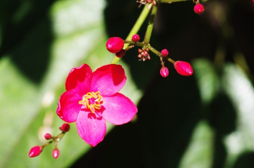 Jatropha integerrima