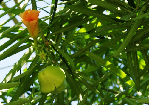 fleur et fruit