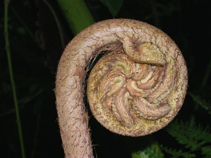 crosse de fougère
