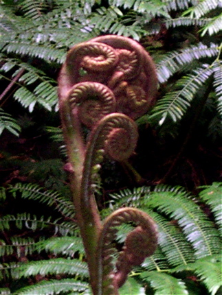 tahiti___-_087.jpg