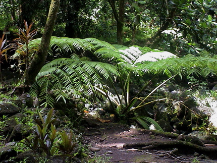 tahiti___-_089.jpg