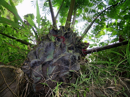 tahiti___-_090.jpg