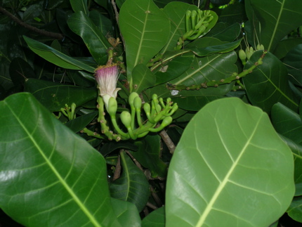fleur et feuilles du Hotu