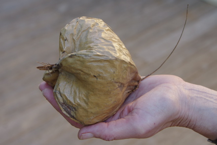 aperçu de la taille du fruit
