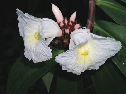 Costus specious ou Canne d'eau
