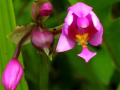 orchidée sauvage