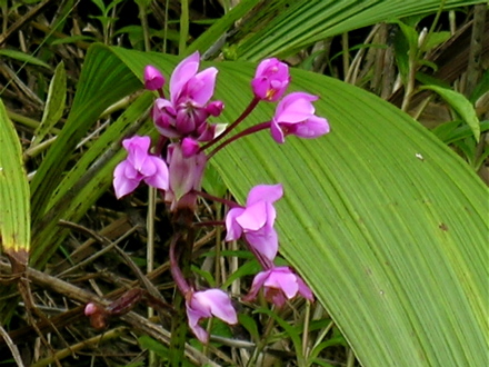 Orchidée palmier Orchidée palmier