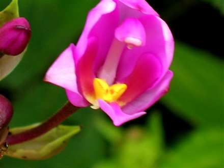 Spathoglottis pacifica Spathoglottis pacifica