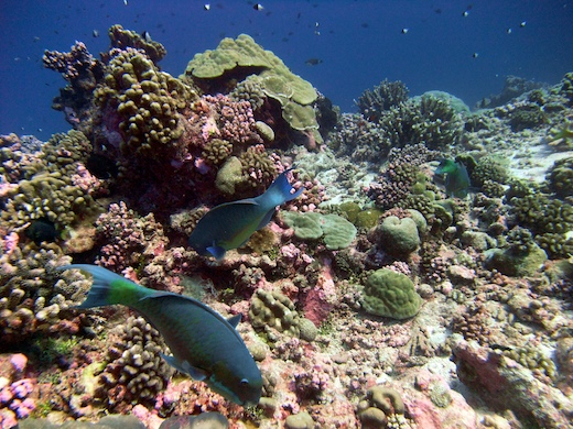 poisson-perroquet poisson-perroquet