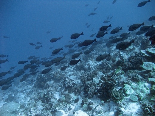 banc de poissons-chirurgiens banc de poissons-chirurgiens