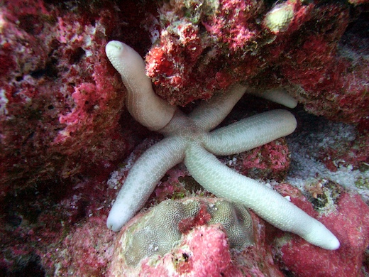 étoile de mer Linckia sp étoile de mer Linckia sp