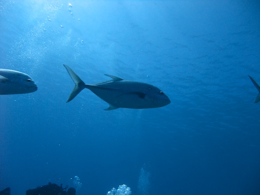 Thon suivi d'une carangue Thon suivi d'une carangue