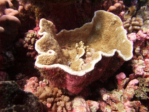 corail Turbinaria crater coraux